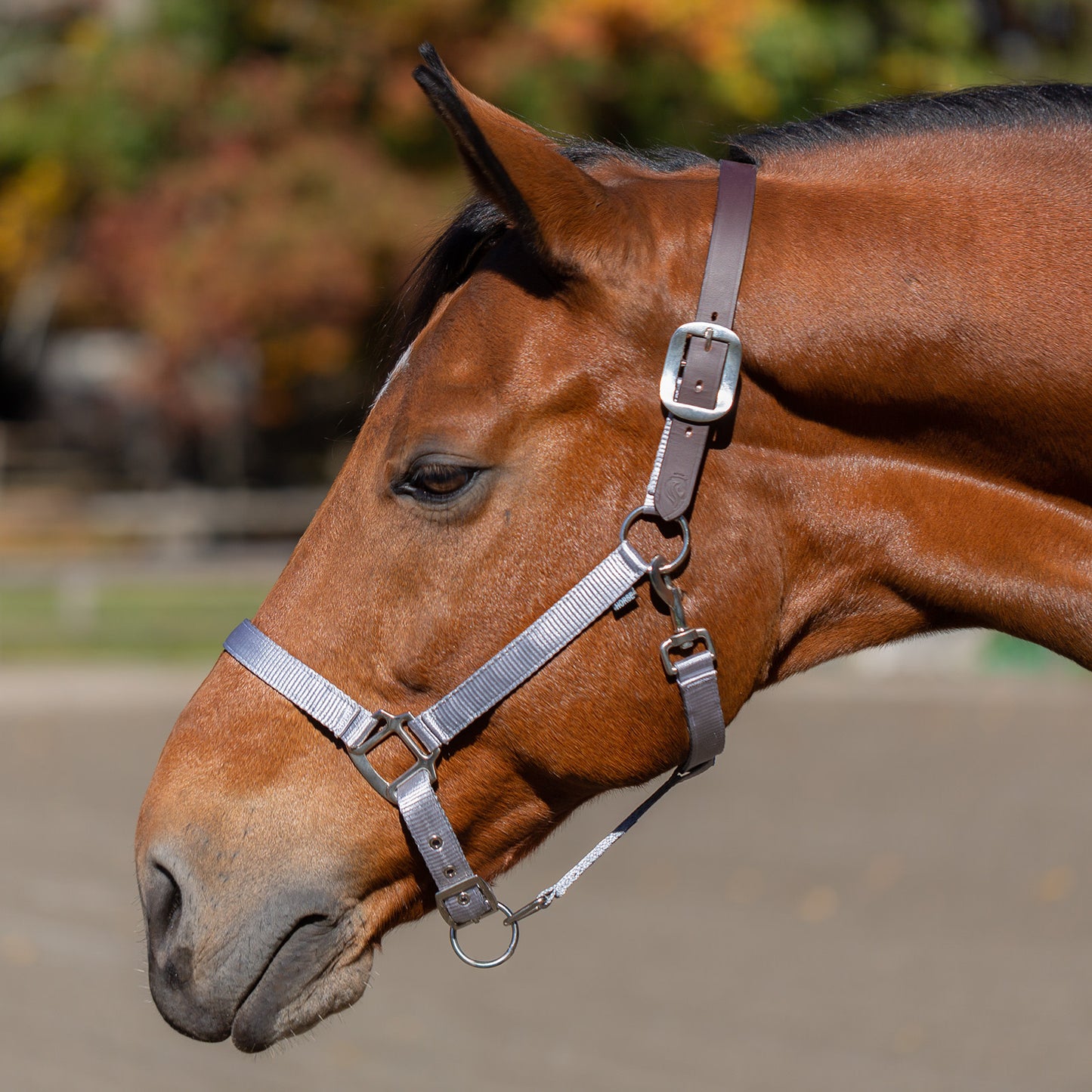 Equinavia Loki Breakaway Halter