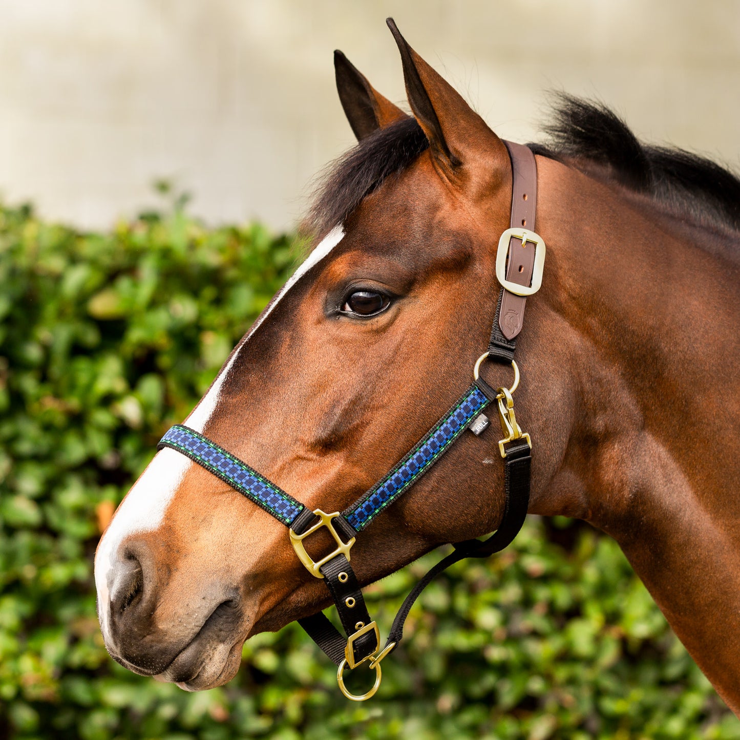 Equinavia Pegasus Ribbon Breakaway Halter