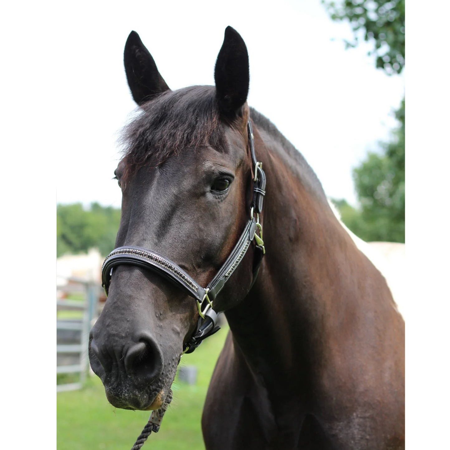 Henri De Rivel Padded Jewel Horse Halter