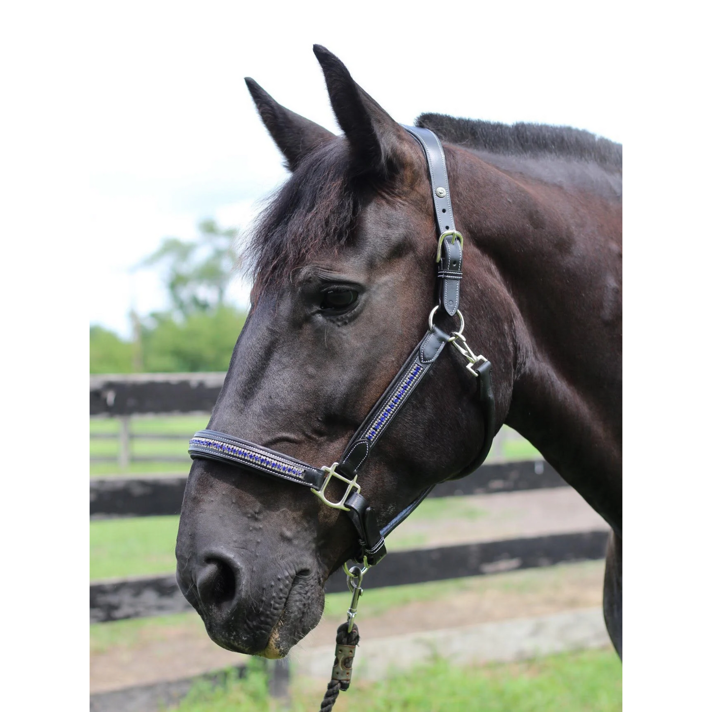 Henri De Rivel Padded Jewel Horse Halter