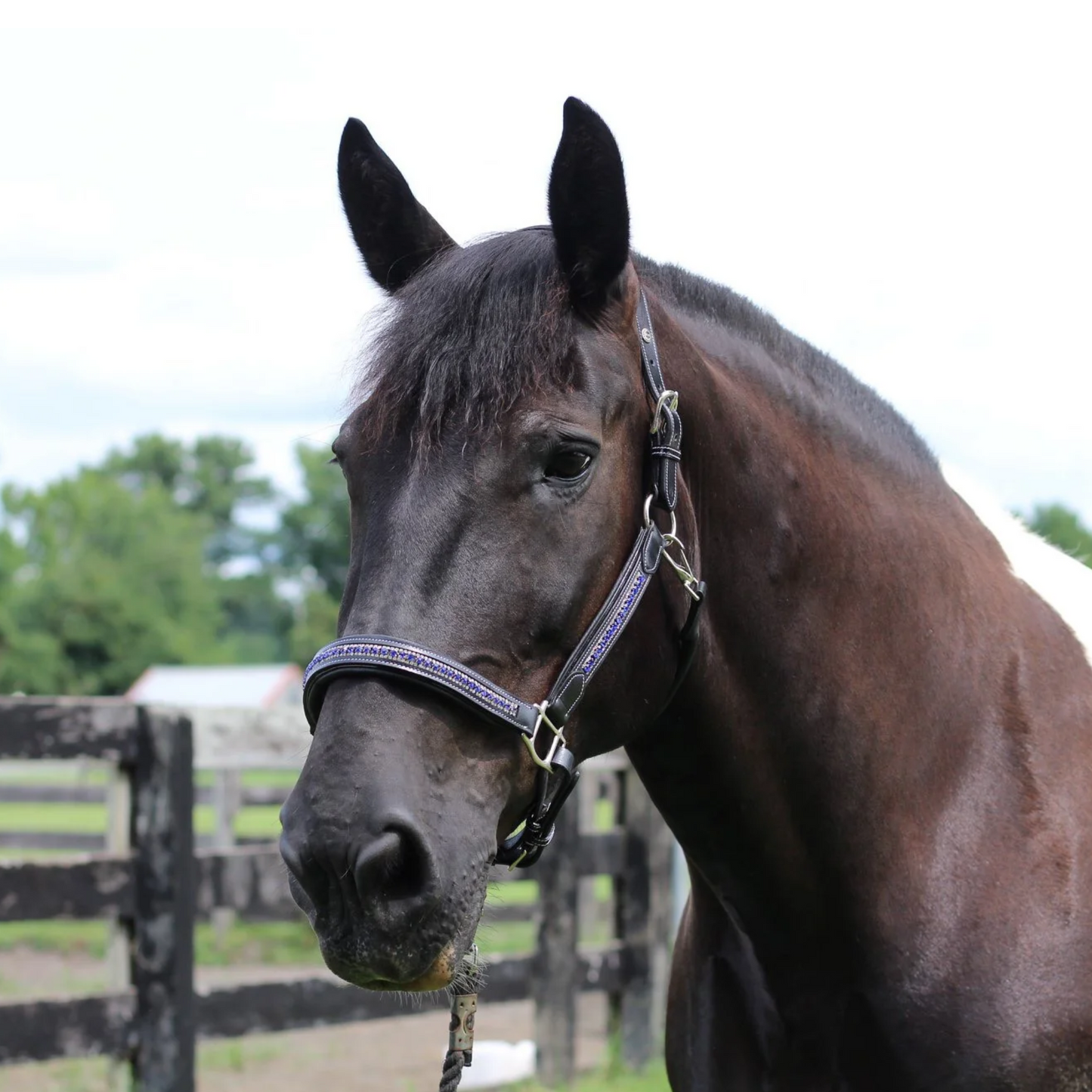 Henri De Rivel Padded Jewel Horse Halter