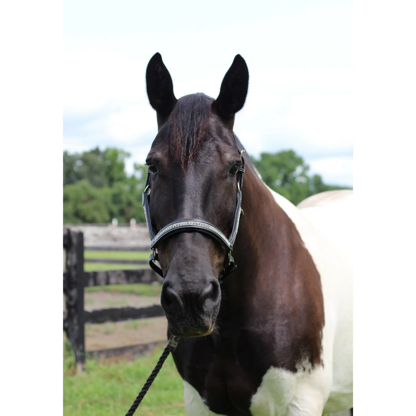 Henri De Rivel Padded Jewel Horse Halter