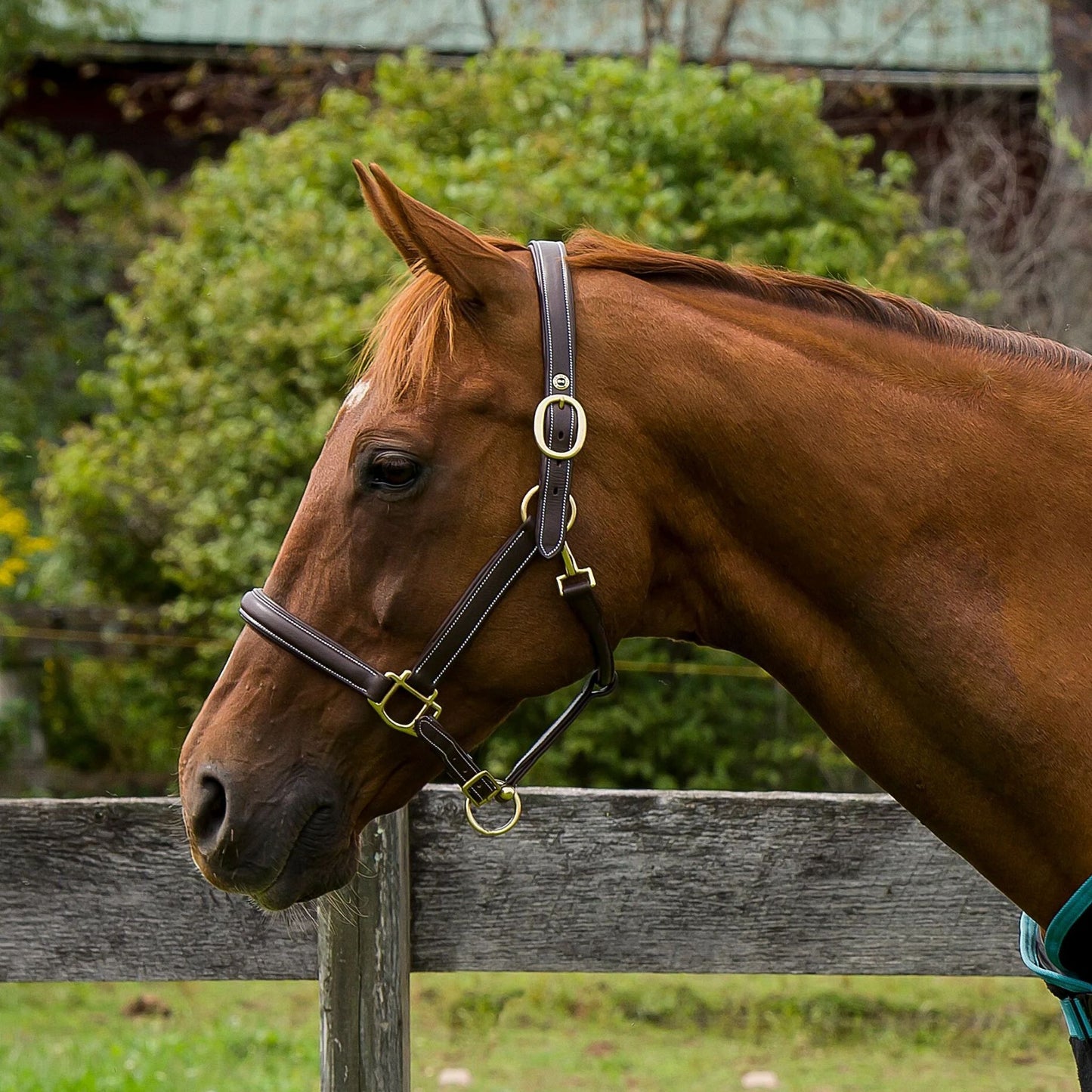 Henri De Rivel Kushy Plain Raised Halter with Flat Cheek Pieces