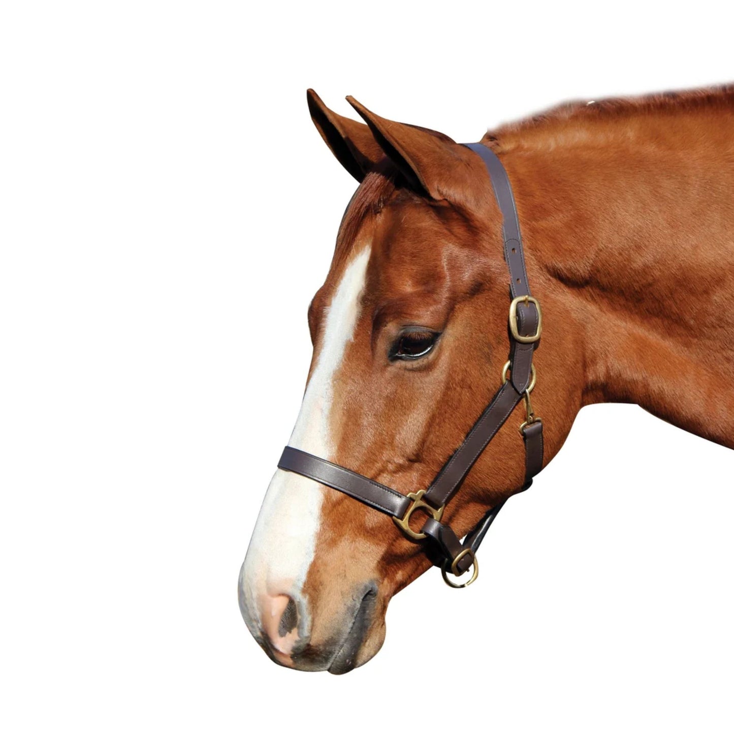 Henri De Rivel Advantage Leather Halter