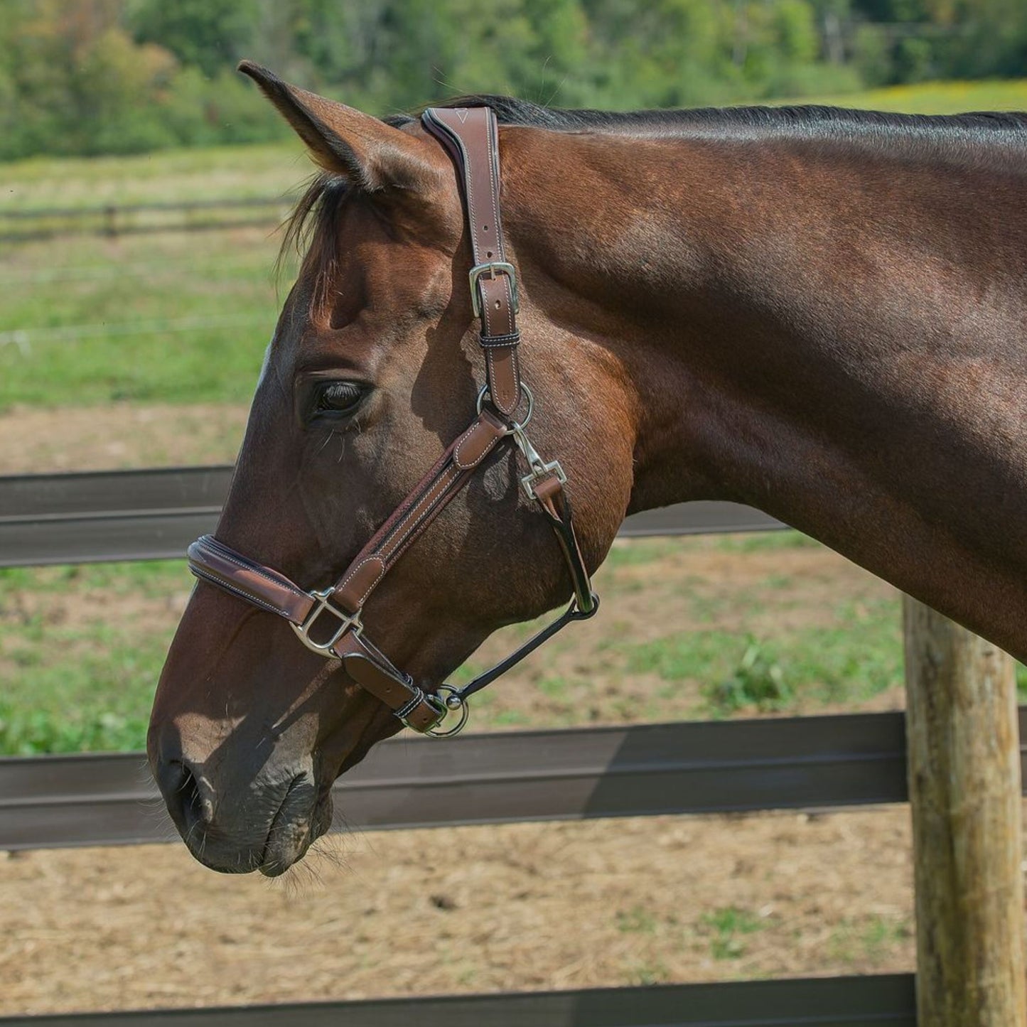 Henri De Rivel Stress Free Halter with Fancy Contrast Stitching