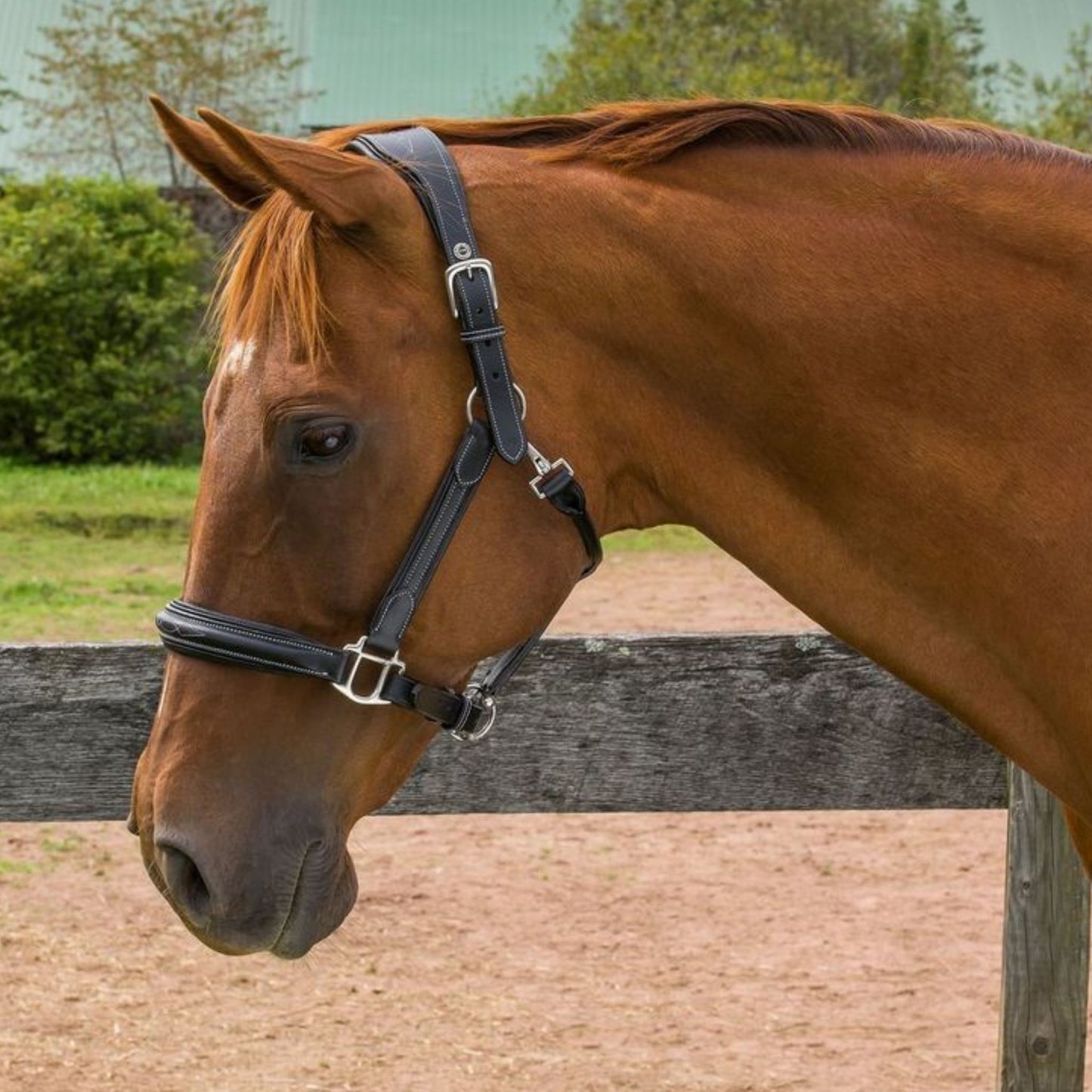 Henri De Rivel Stress Free Halter with Fancy Contrast Stitching
