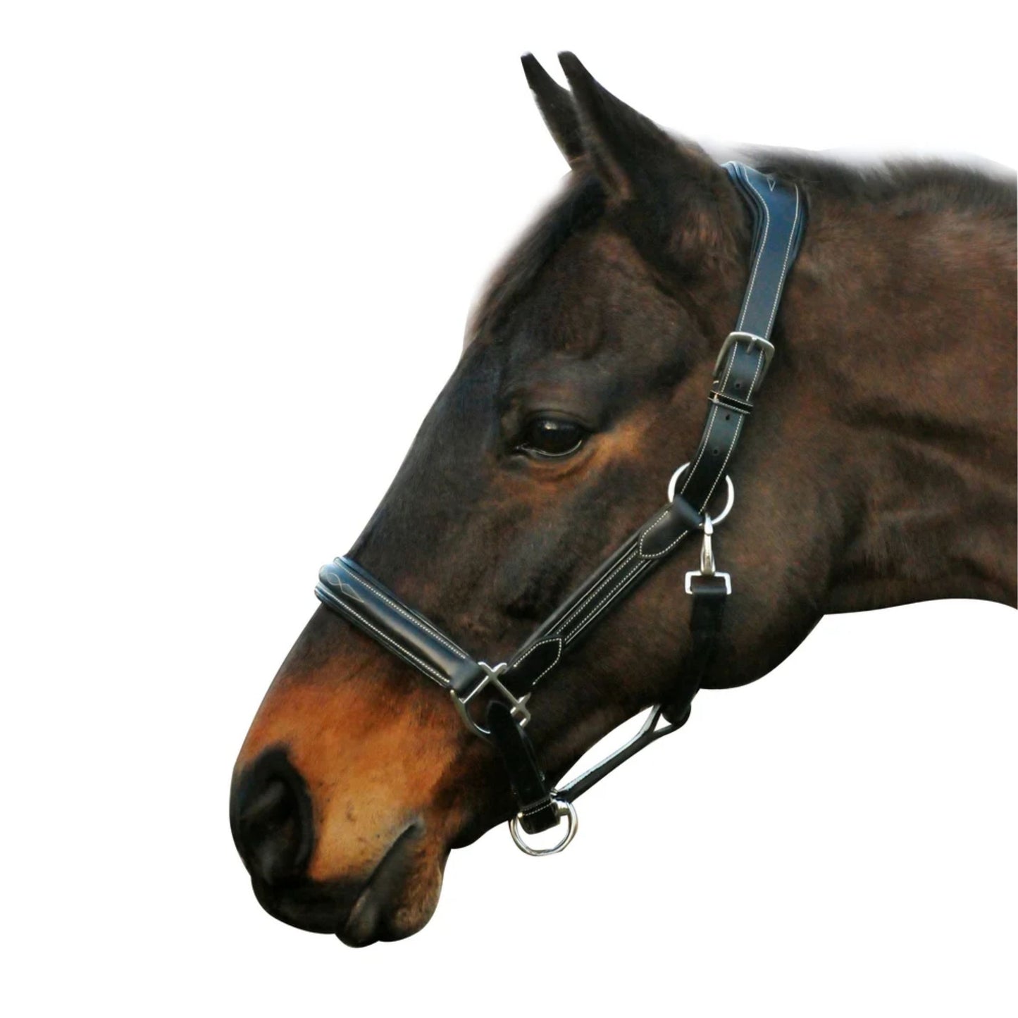 Henri De Rivel Stress Free Halter with Fancy Contrast Stitching
