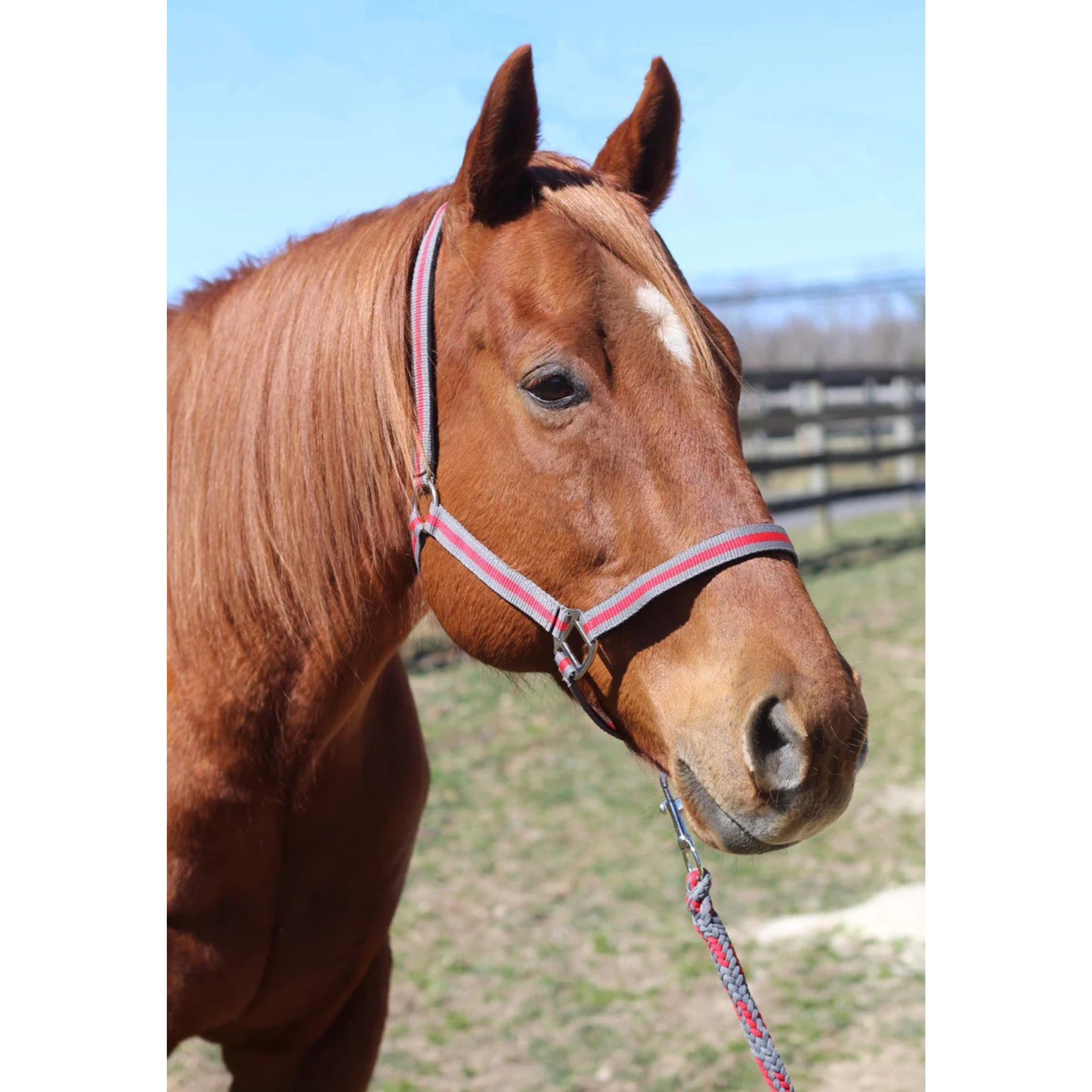 TuffRider Nylon Breakaway Halter and Lead Rope Set