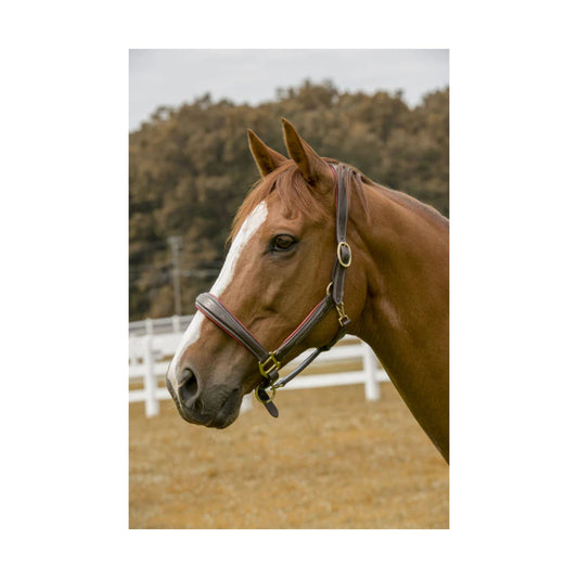 Henri de Rivel Diamonte Dressage Bridle Henri de Rivel Diamonte Dressage Bridle