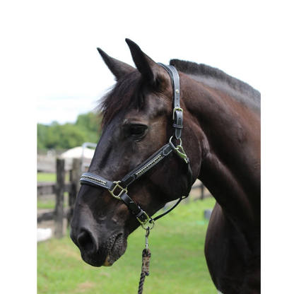 Henri De Rivel Padded Jewel Horse Halter