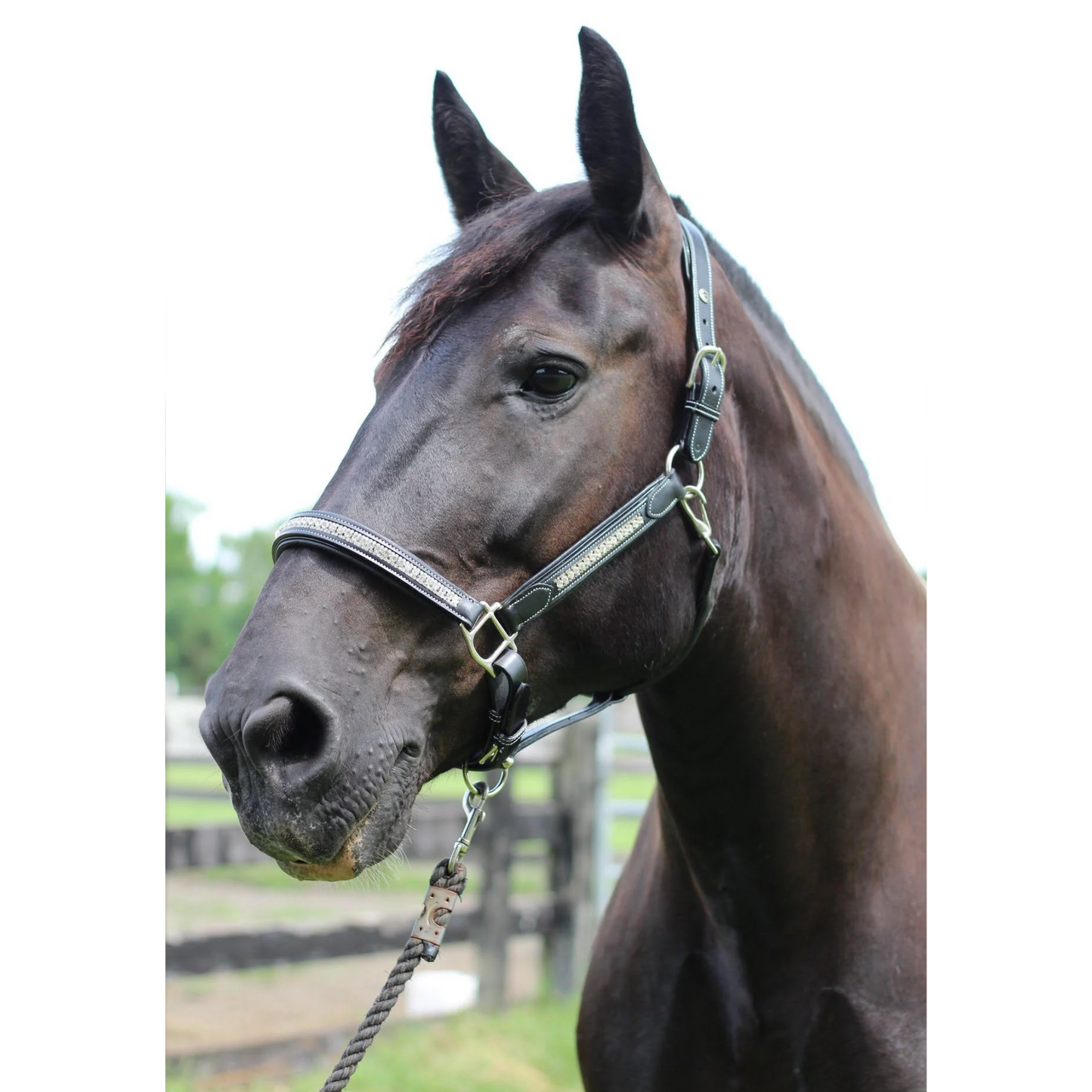 Henri De Rivel Padded Jewel Horse Halter