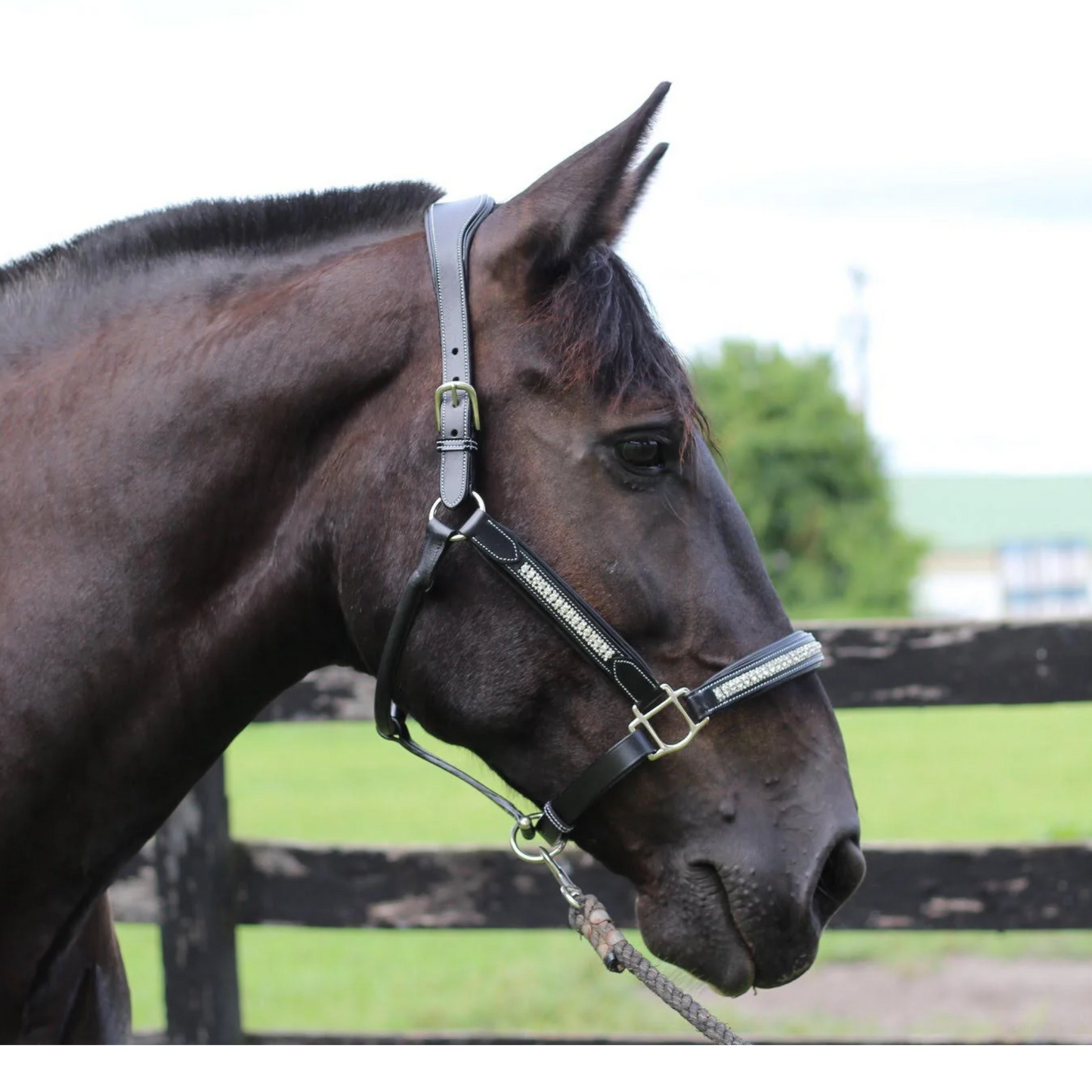 Henri De Rivel Padded Jewel Horse Halter