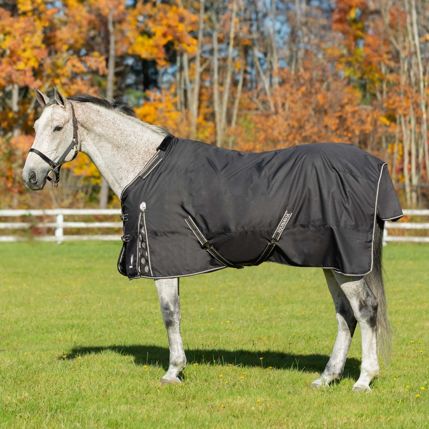 Equinavia Norse Turnout Blanket 100g, Black